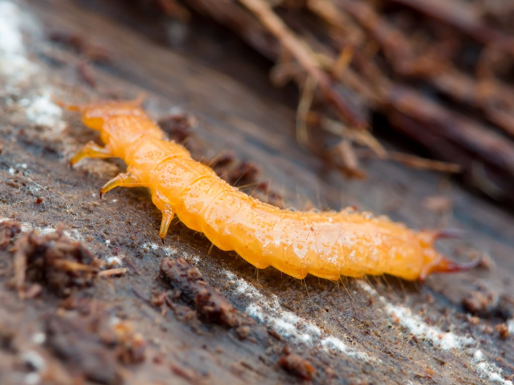 Schizotus pectinicornis (Linnaeus, 1758)